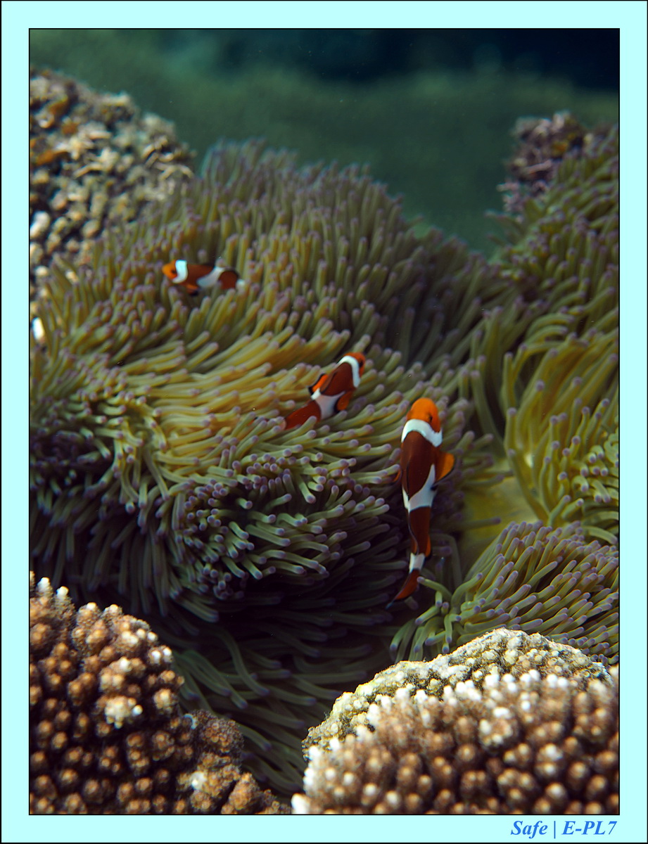 2016 - 07 - Leng Tengah - 044